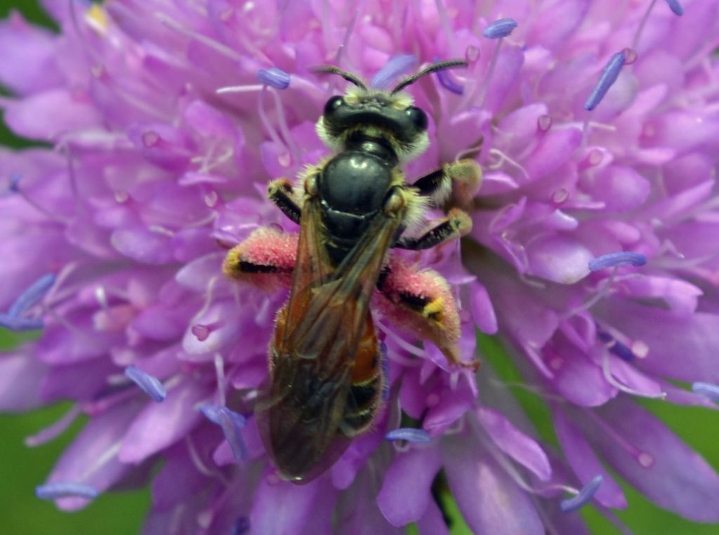 Andrena hattorfiana? (o A. florea?)